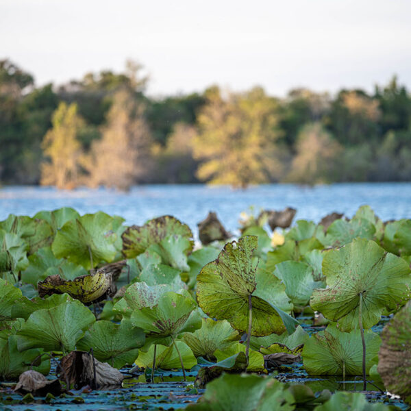 Wasserreservoir, Bantey Chhmar